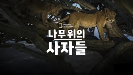 thumbnail - 나무 위의 사자들