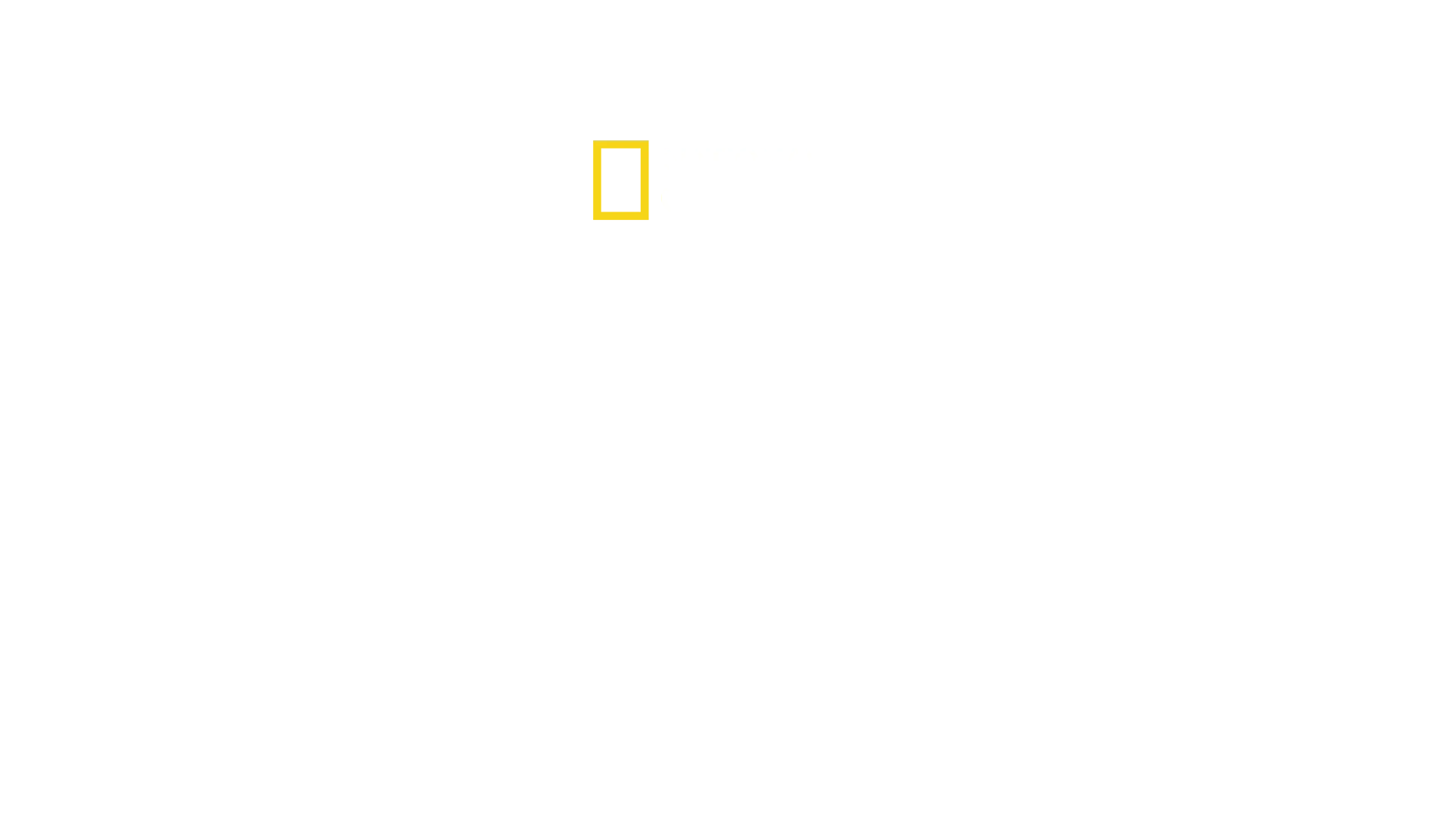 Cat Wars: Lion Vs. Cheetah