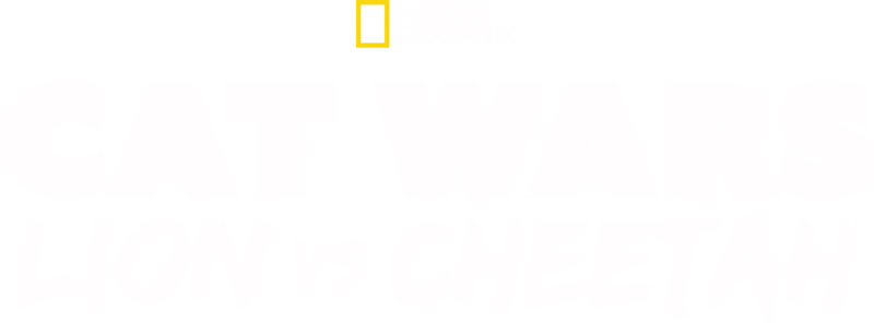 Cat Wars: Lion Vs. Cheetah