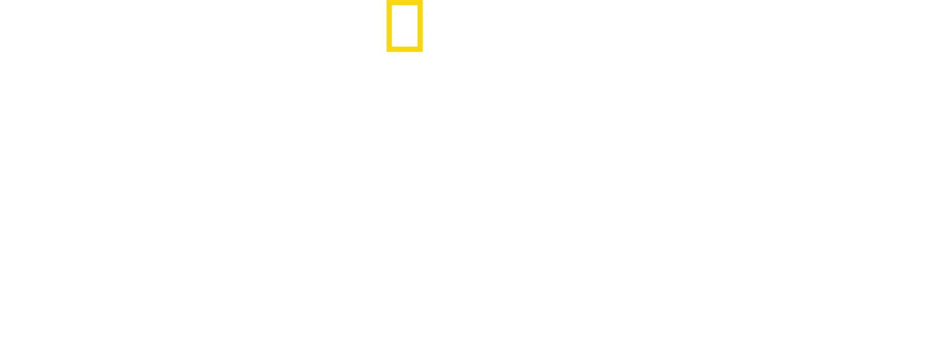 Cat Wars: Lion Vs. Cheetah