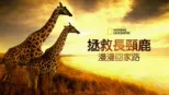 thumbnail - 拯救長頸鹿：漫漫回家路