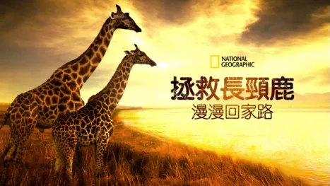 thumbnail - 拯救長頸鹿：漫漫回家路