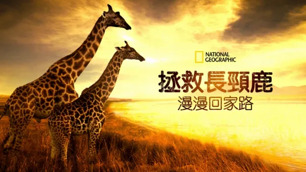 thumbnail - 拯救長頸鹿：漫漫回家路