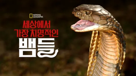 thumbnail - 세상에서 가장 치명적인 뱀들