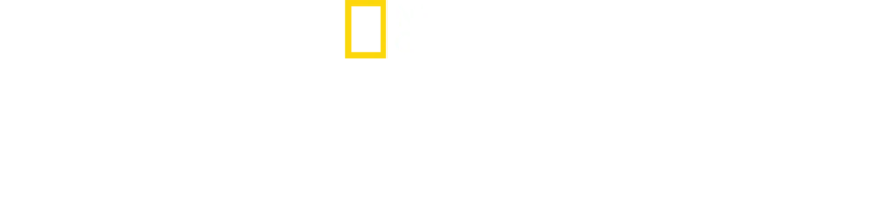 大白鯊對上虎鯨