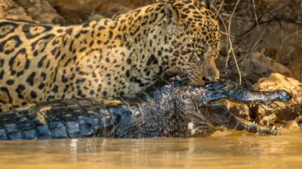 Jaguar vs. Croc