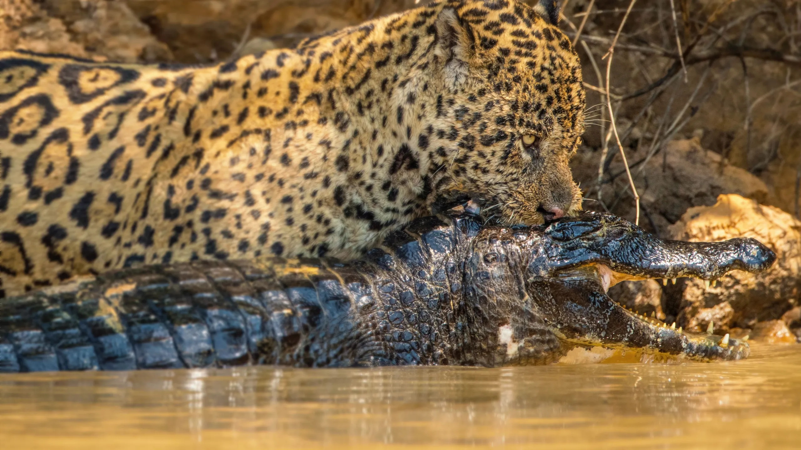 Jaguar vs. Croc