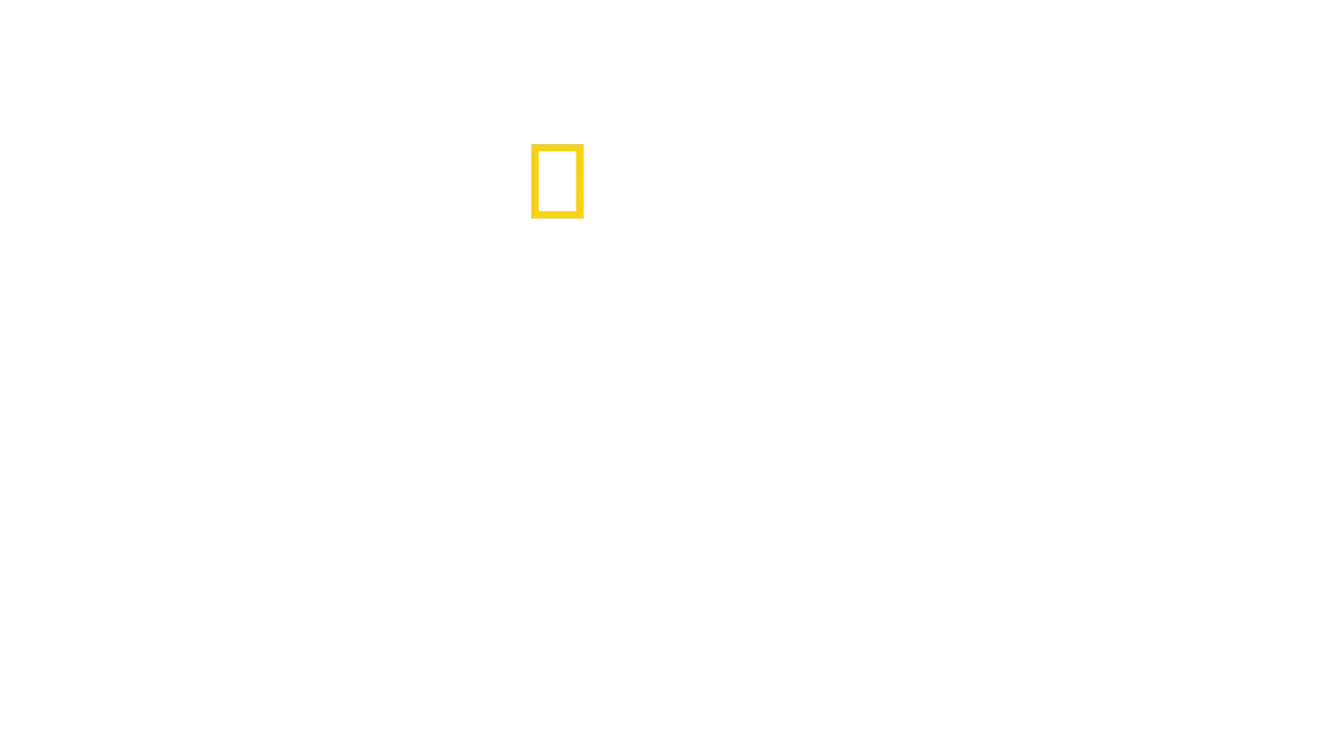 I Segreti dei Pinguini
