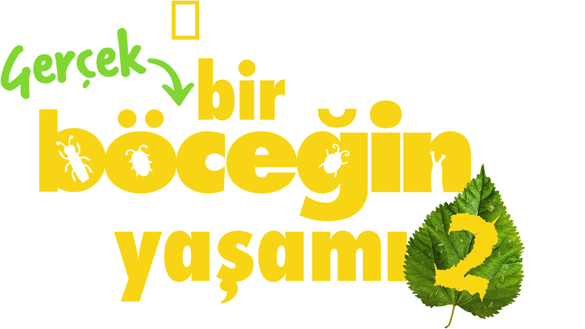 Gerçek Bir Böceğin Yaşamı