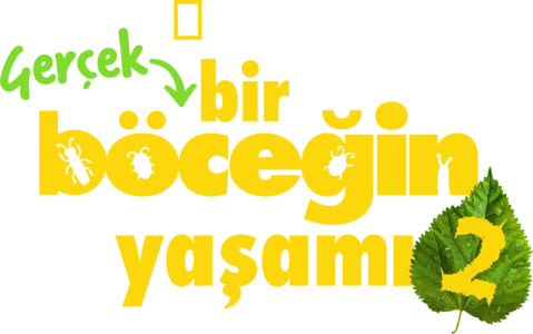 Gerçek Bir Böceğin Yaşamı