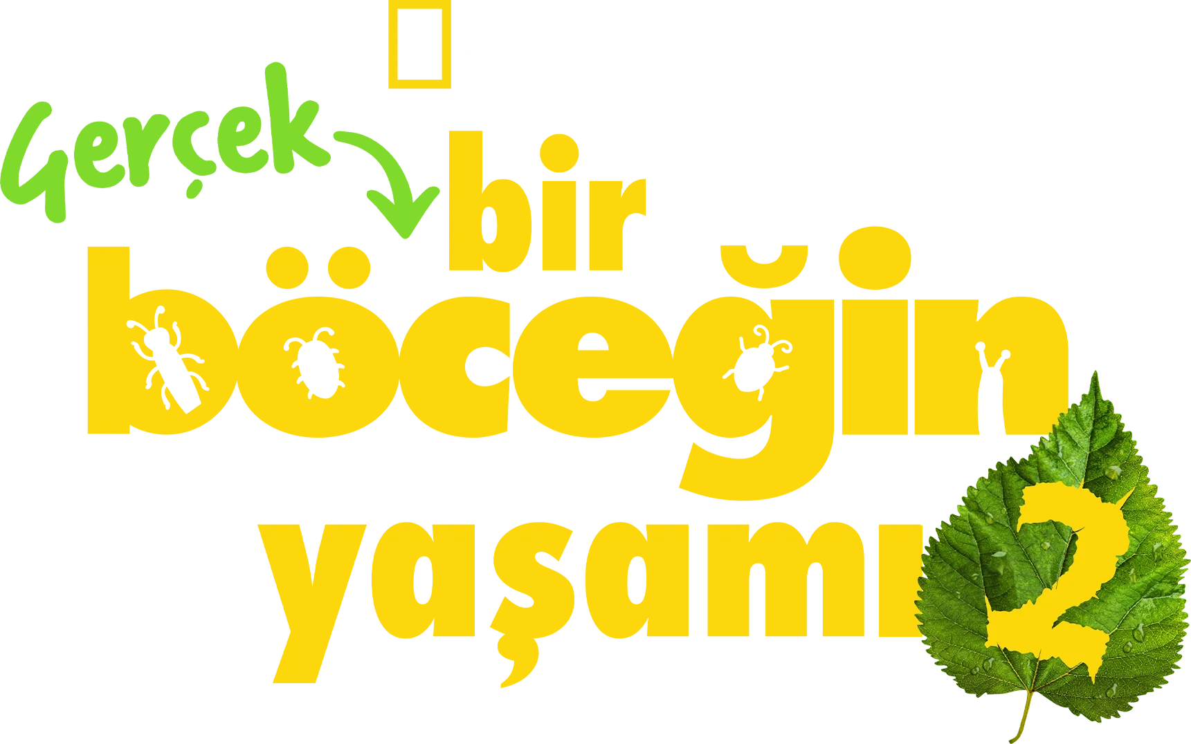 Gerçek Bir Böceğin Yaşamı