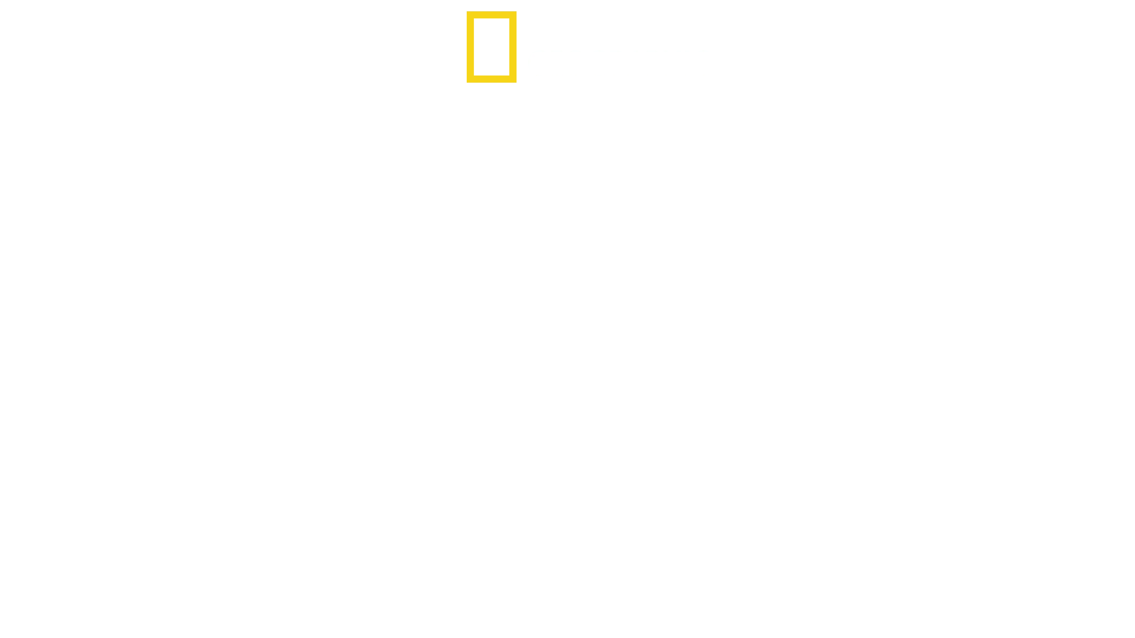 Baby Sharks