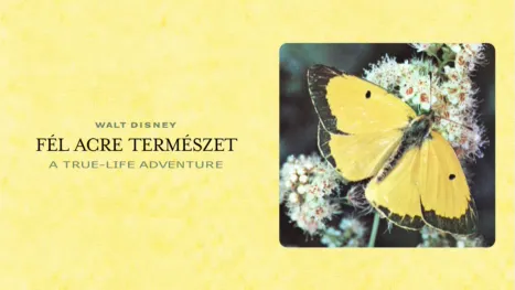 thumbnail - Fél acre természet