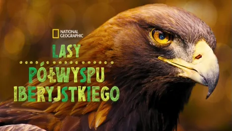 thumbnail - Lasy Półwyspu Iberyjskiego