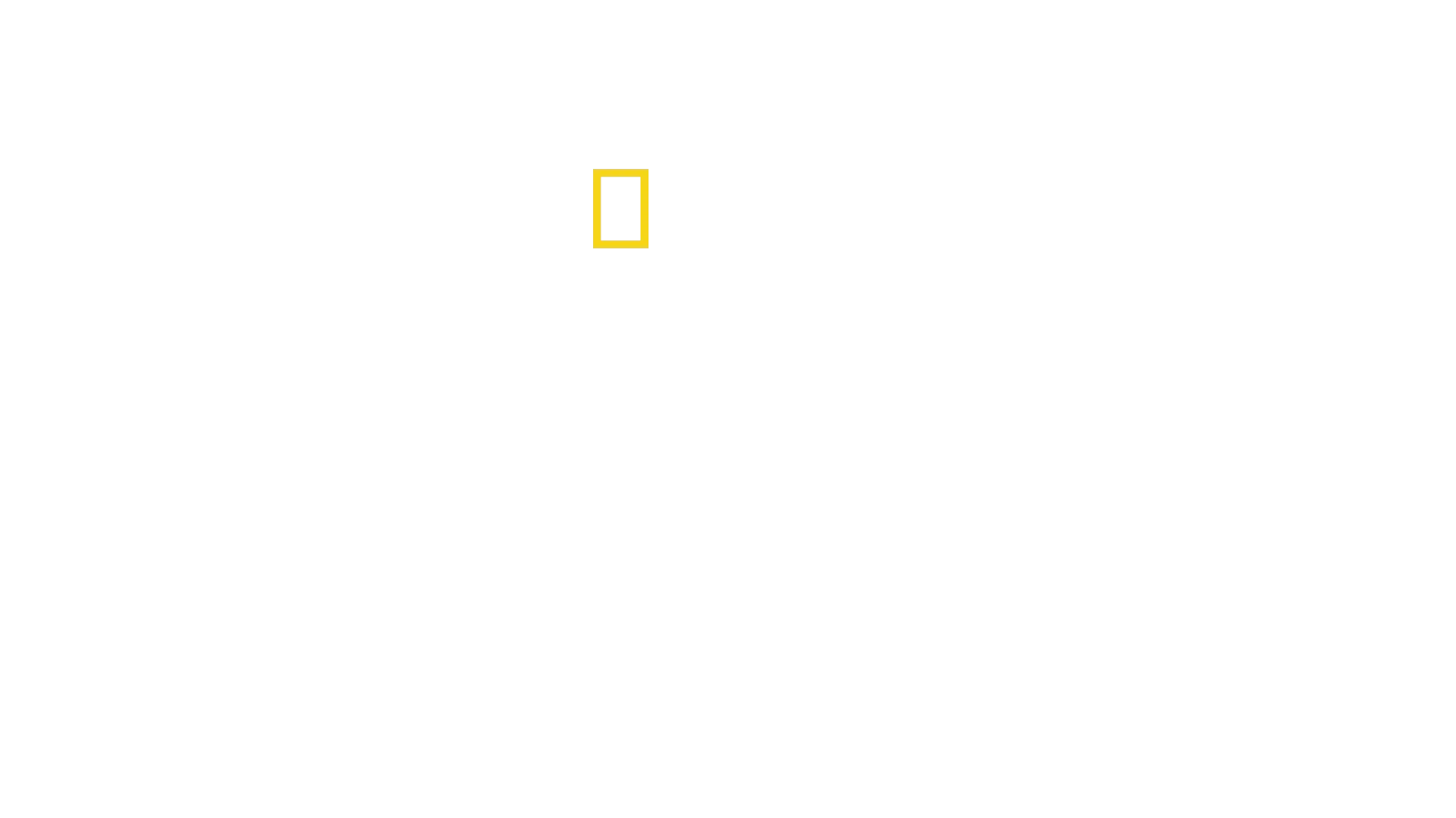 Animal Fight Club