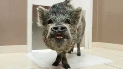 thumbnail - S9:E4 Can't Bite Me Love