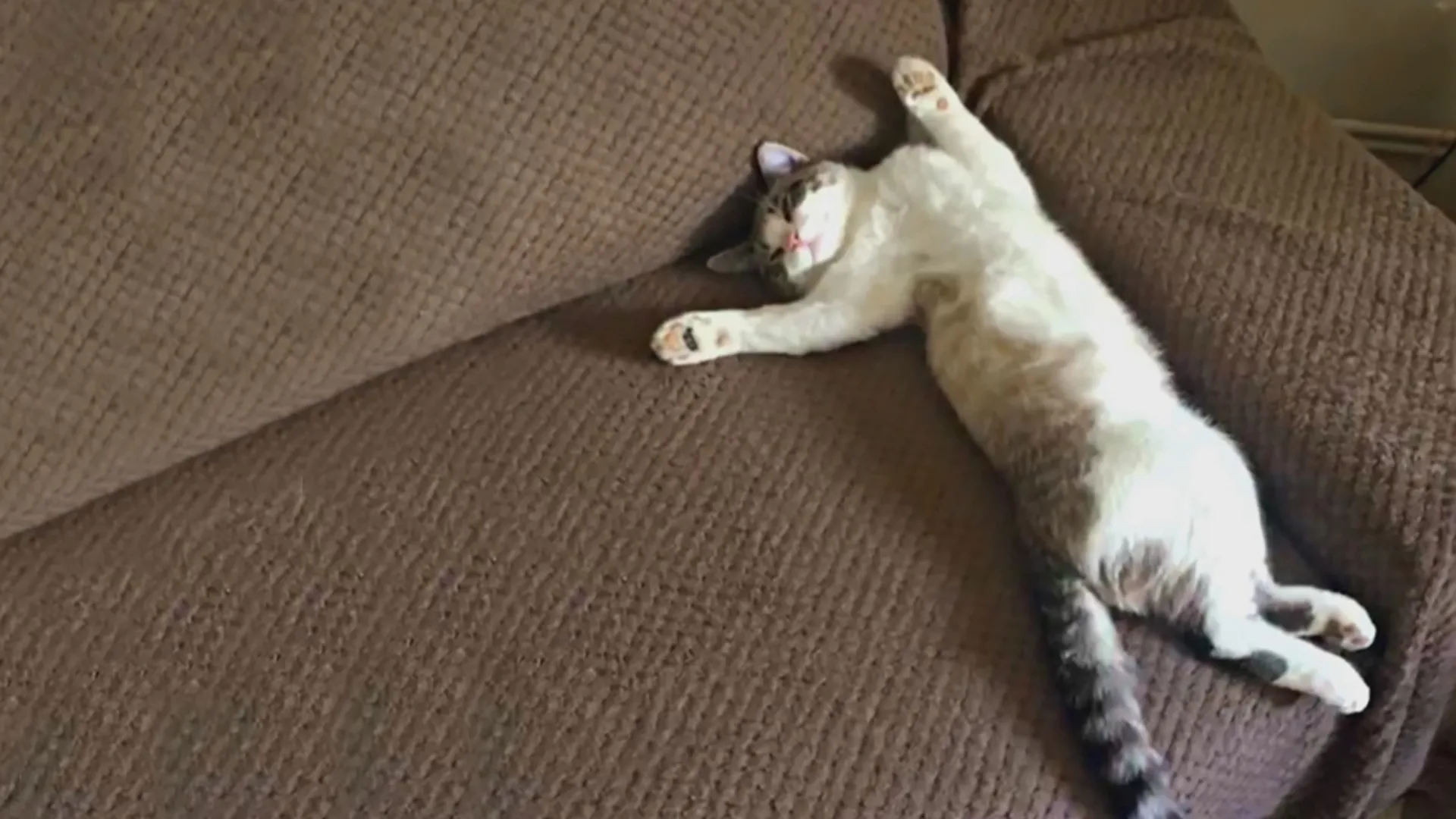 thumbnail - S2:E10 Kitty Kitty, Bang Bang