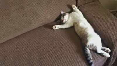 thumbnail - S2:E10 Kitty Kitty, Bang Bang