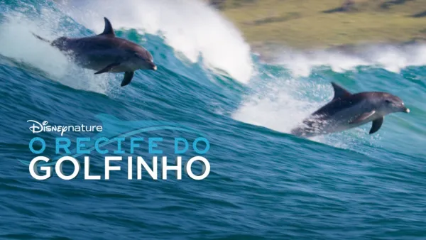 thumbnail - O Recife do Golfinho