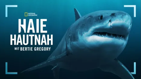 thumbnail - Haie hautnah mit Bertie Gregory
