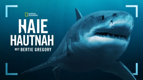 thumbnail - Haie hautnah mit Bertie Gregory