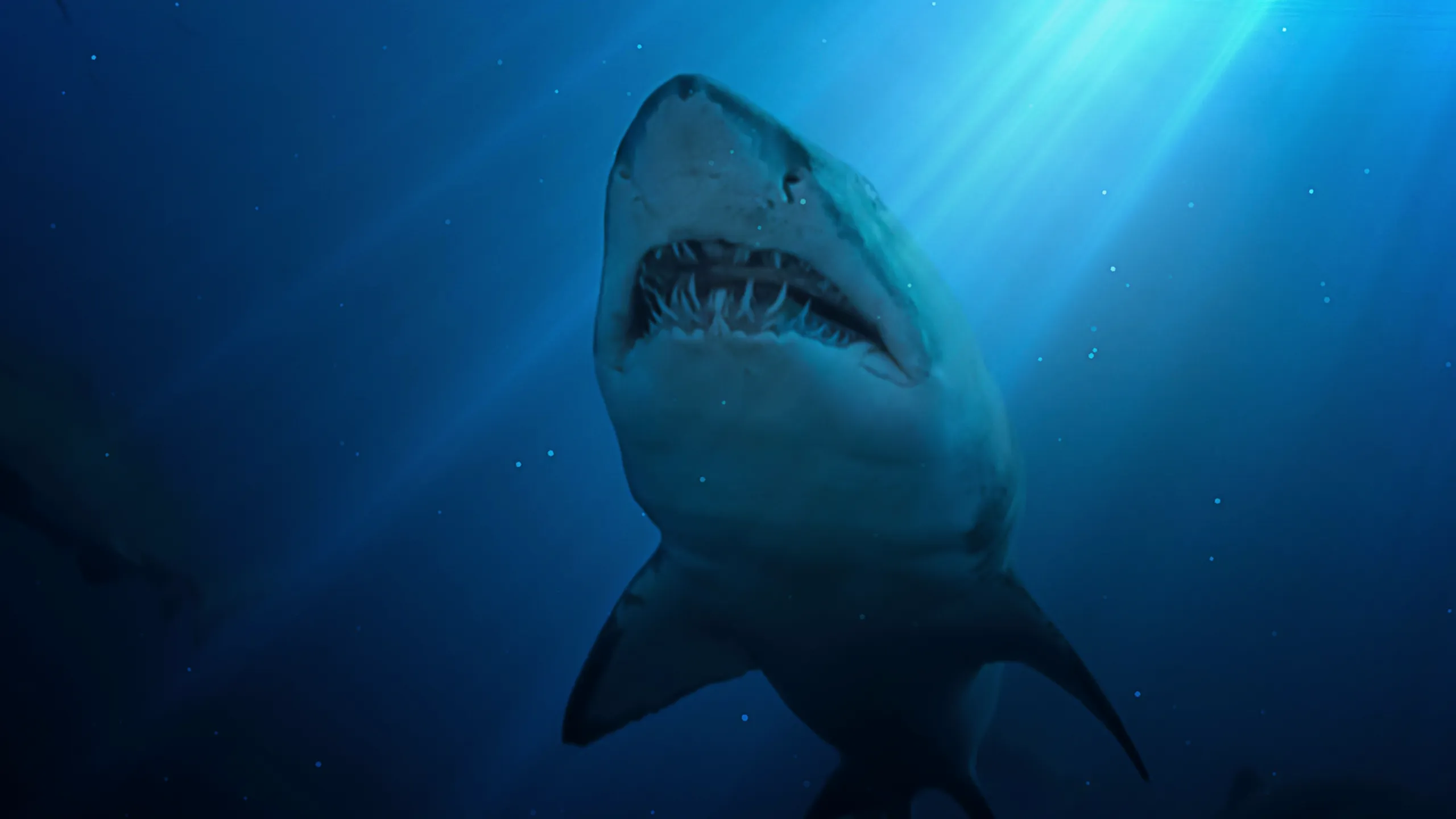 Tiburones de Norteamérica