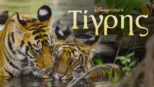 thumbnail - Τίγρης