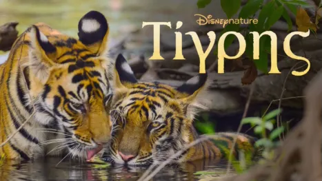 thumbnail - Τίγρης