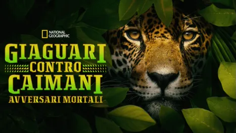 thumbnail - Giaguari contro Caimani - Avversari mortali