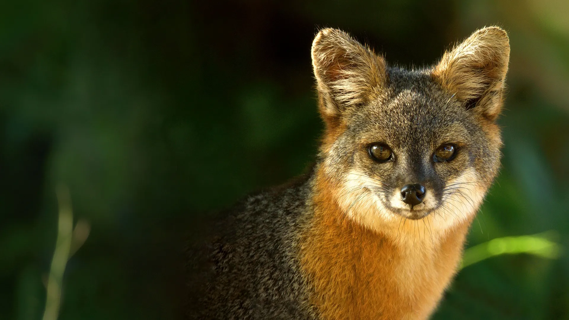 A close-up image of an island fox