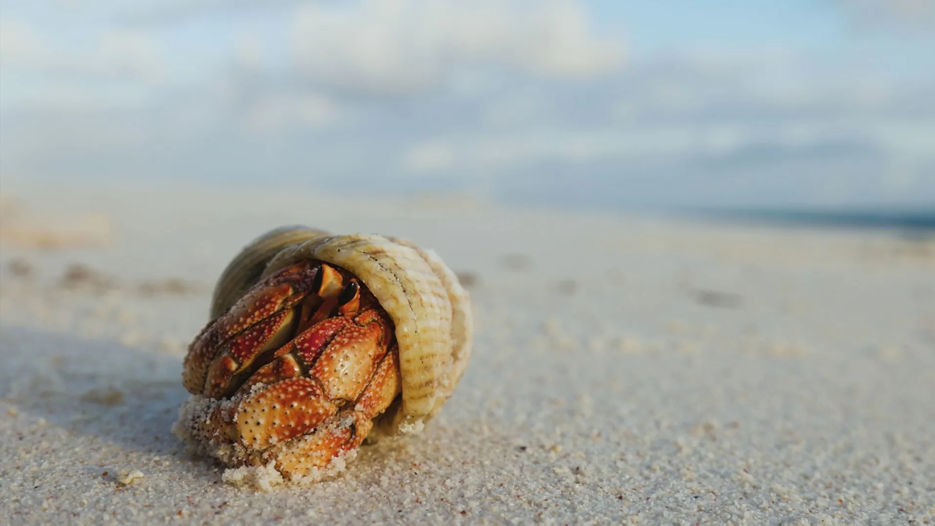 thumbnail - S1:E2 House Hunting Hermit Crabs