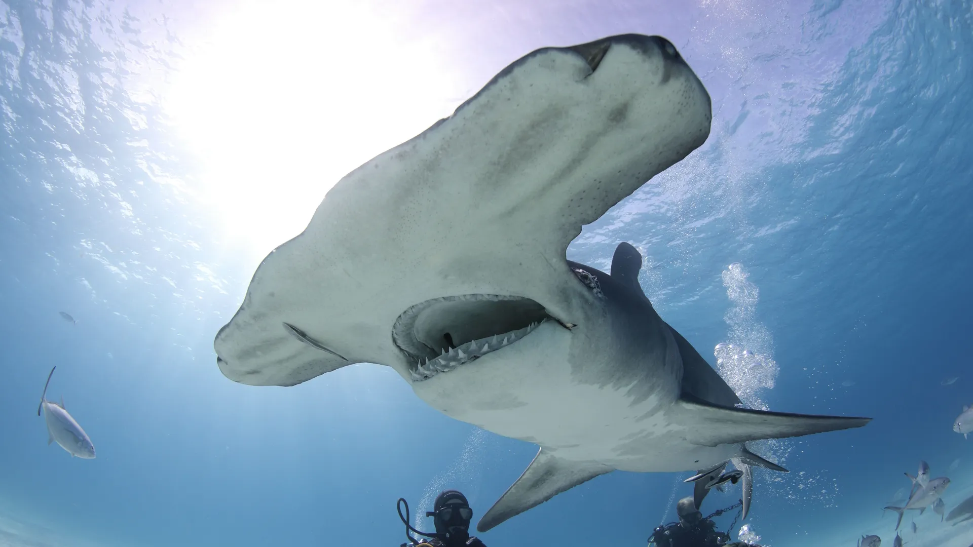 thumbnail - S1:E4 Man vs Shark