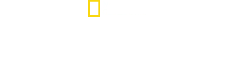 Conociendo a los chimpancés