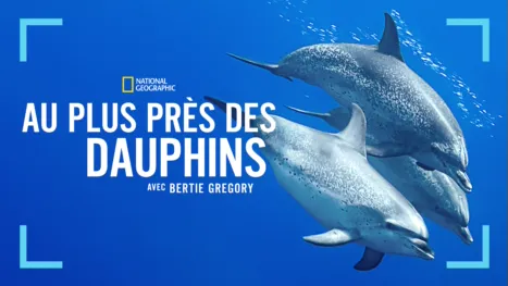 thumbnail - Au plus près des dauphins avec Bertie Gregory