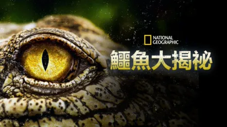 thumbnail - 鱷魚大揭祕