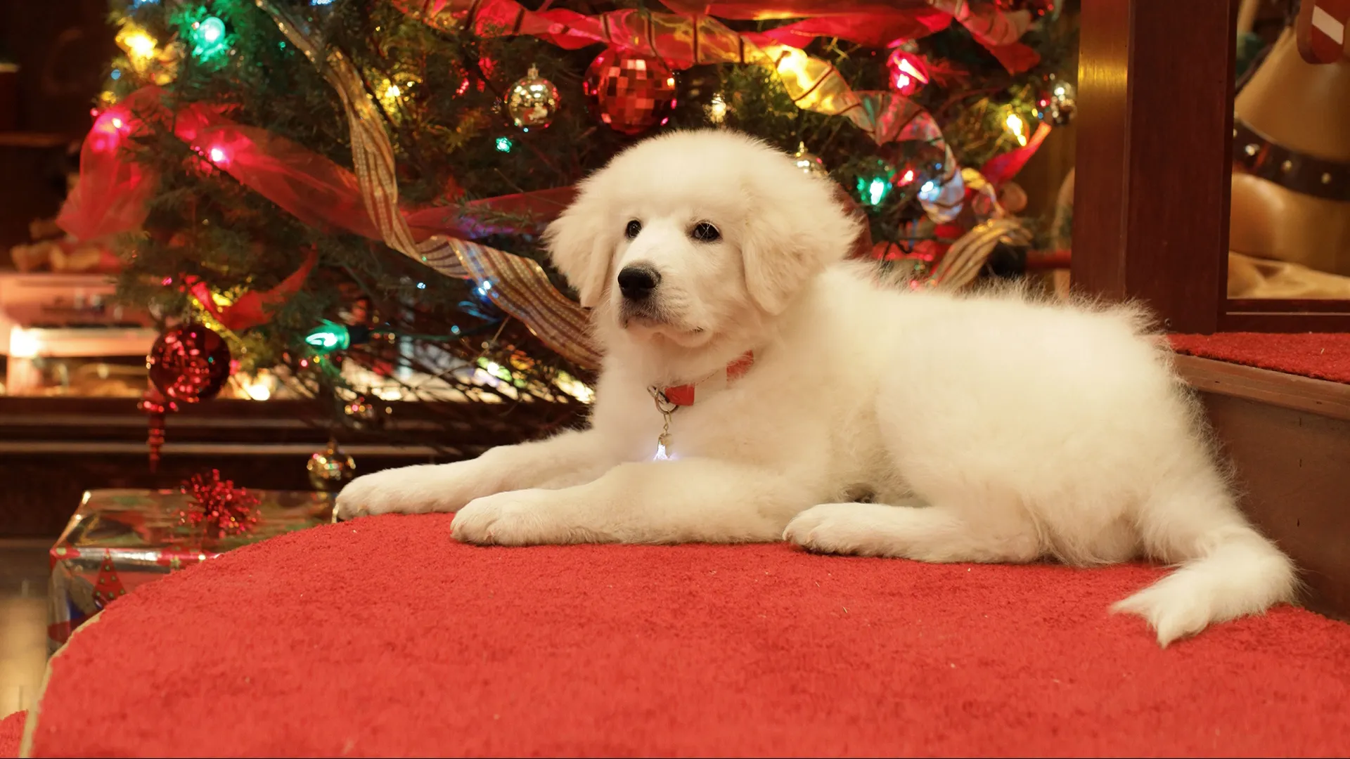 SEARCH FOR SANTA PAWS, THE