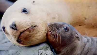 thumbnail - S1:E2 A Baby Sea Lion's Story