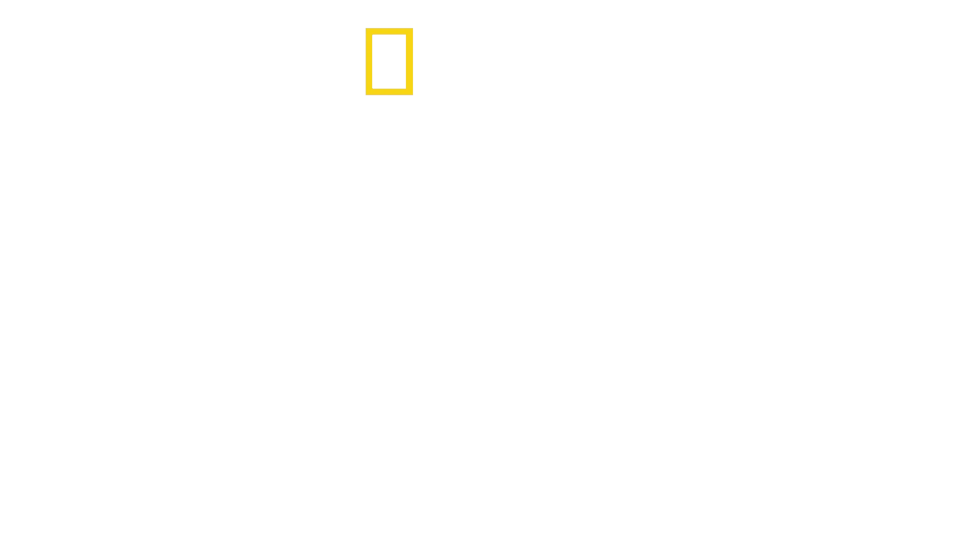 Løver i trærne