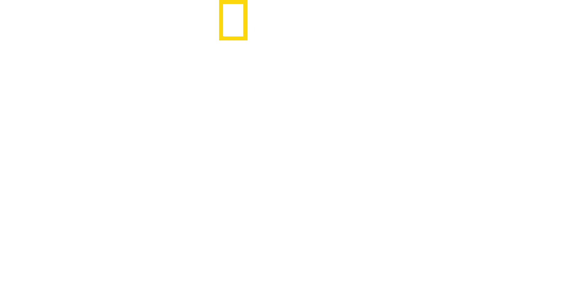 Løver i trærne