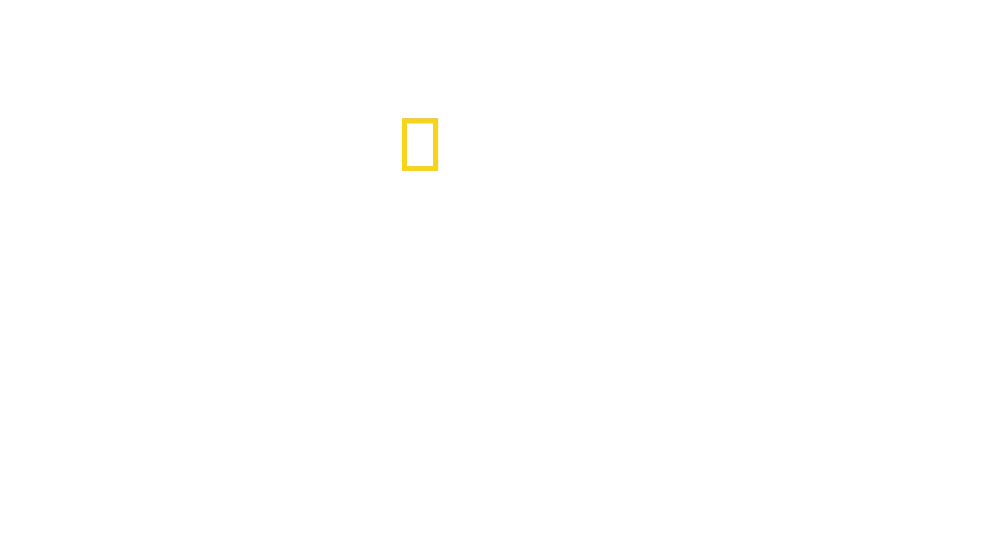 Great Shark Chow Down