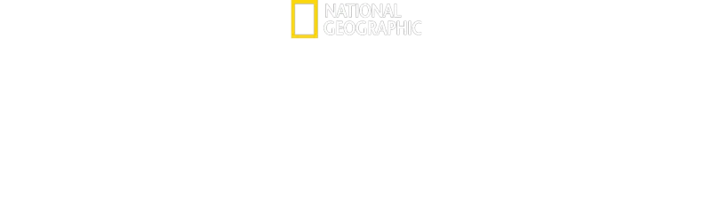 Great Shark Chow Down