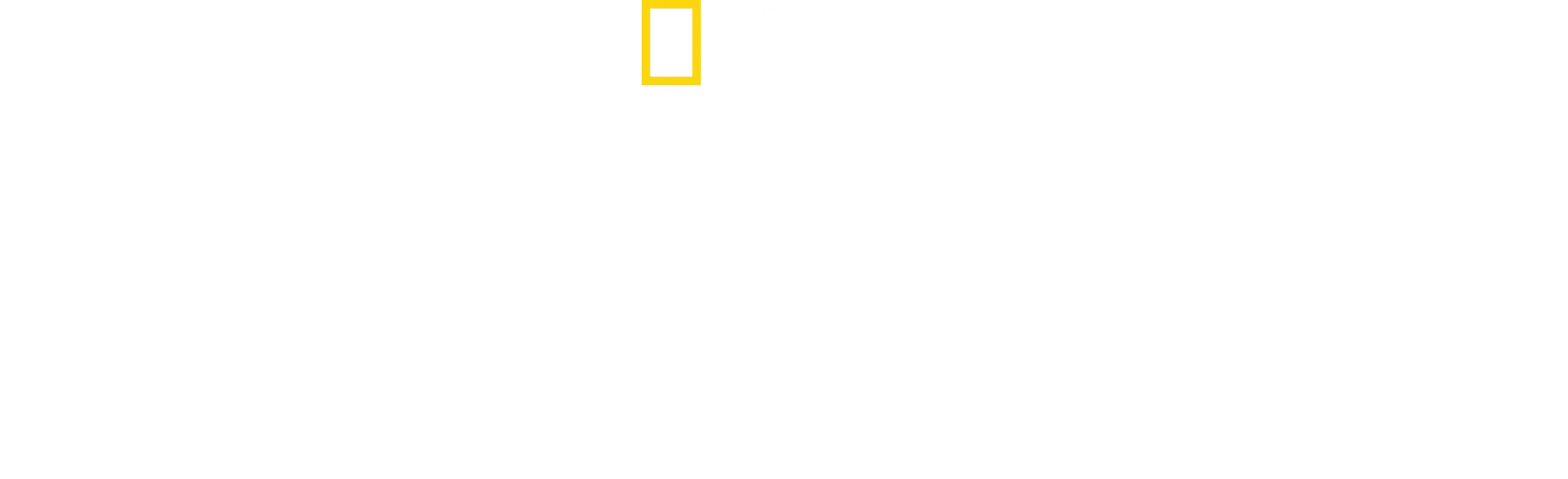 Great Shark Chow Down