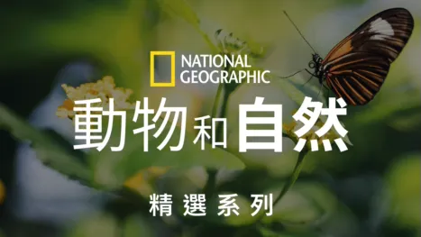thumbnail - 國家地理動物和自然