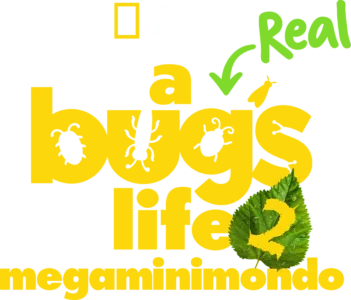 A Real Bug's Life - Megaminimondo