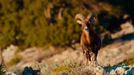 Ark of Stone - The Voyage of Sardinia