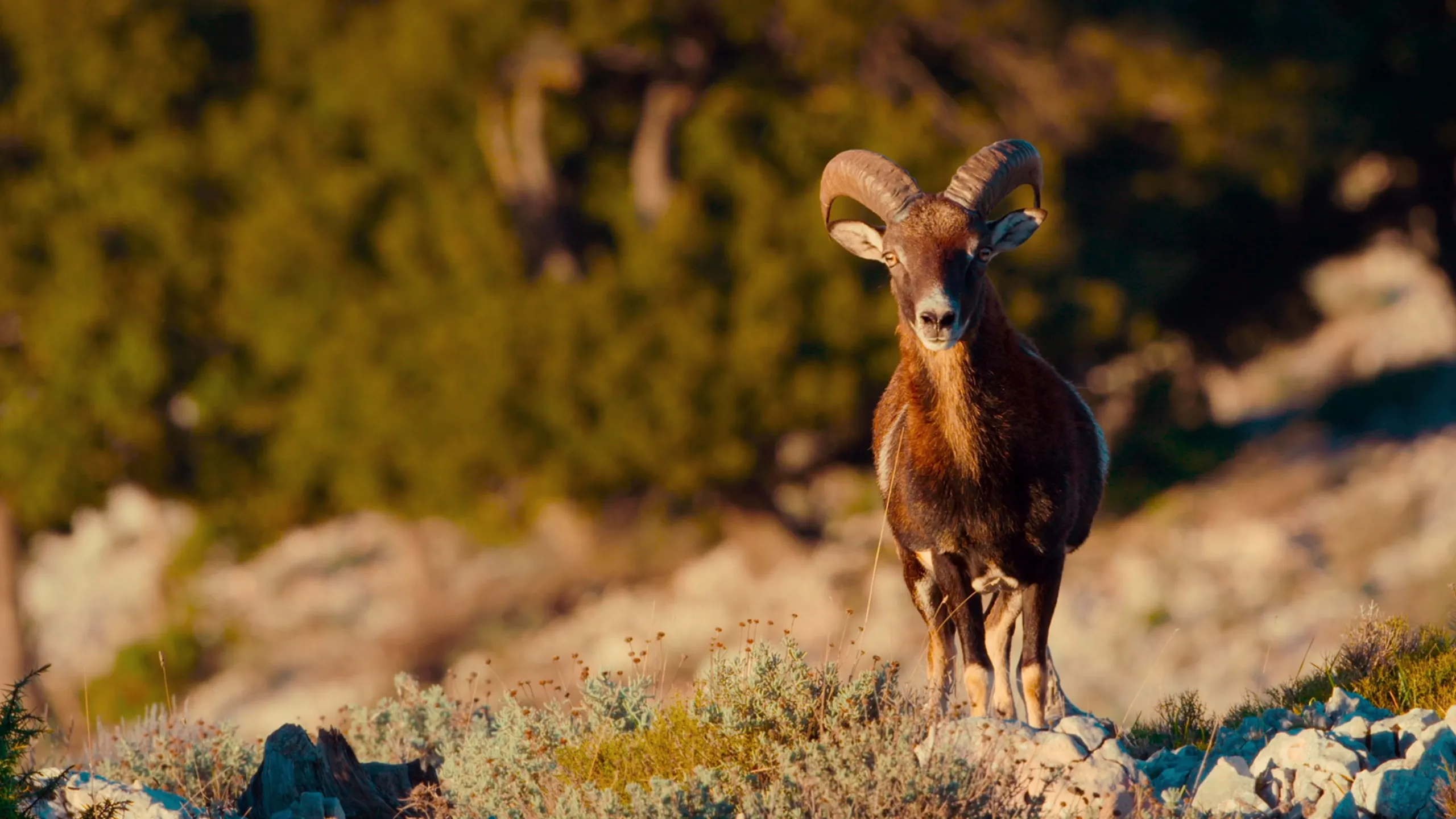 Sardinien - Arche aus Stein