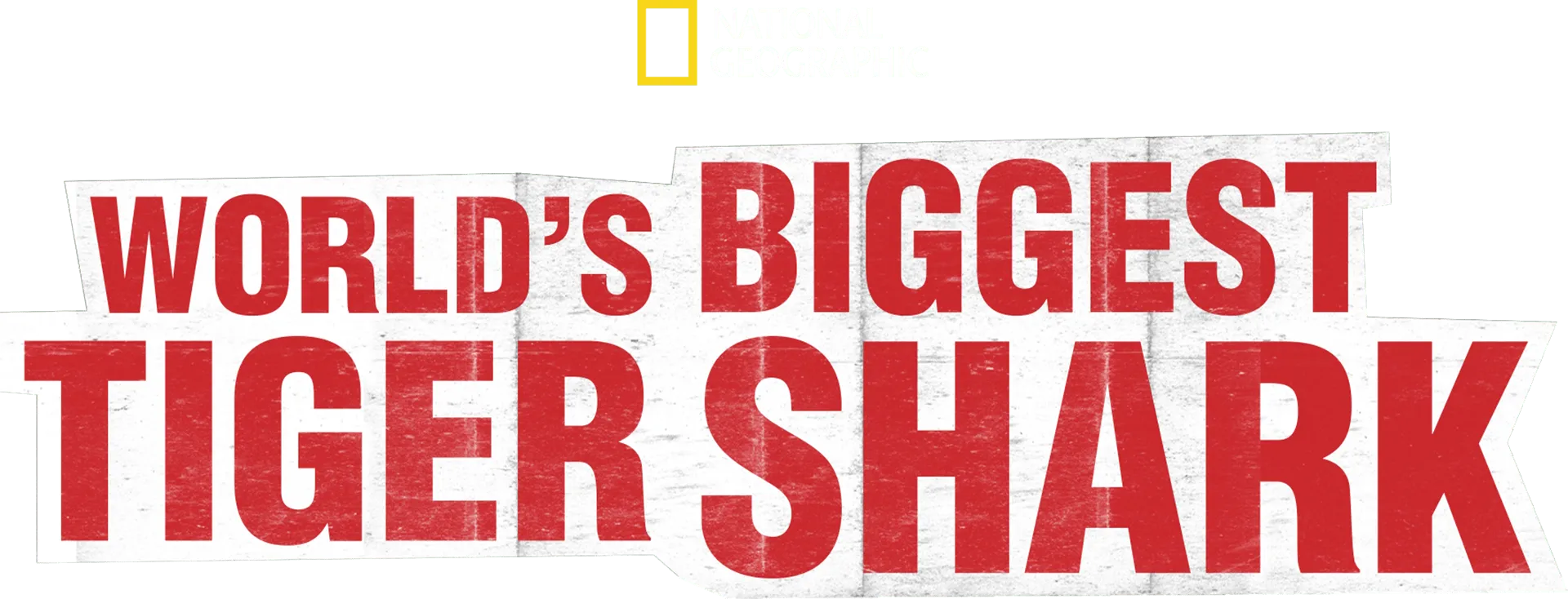 World’s Biggest Tiger Shark?