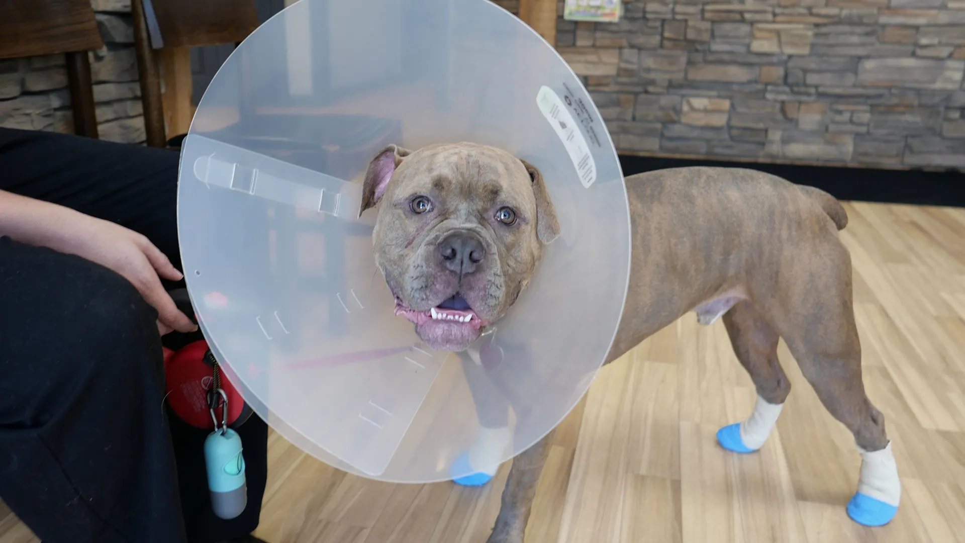 thumbnail - S5:E10 My Dogs are Barking