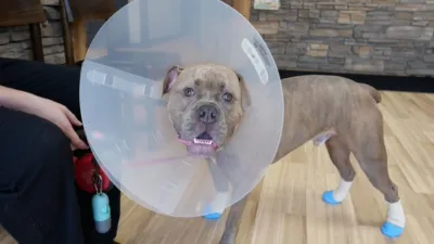 thumbnail - S5:E10 My Dogs are Barking