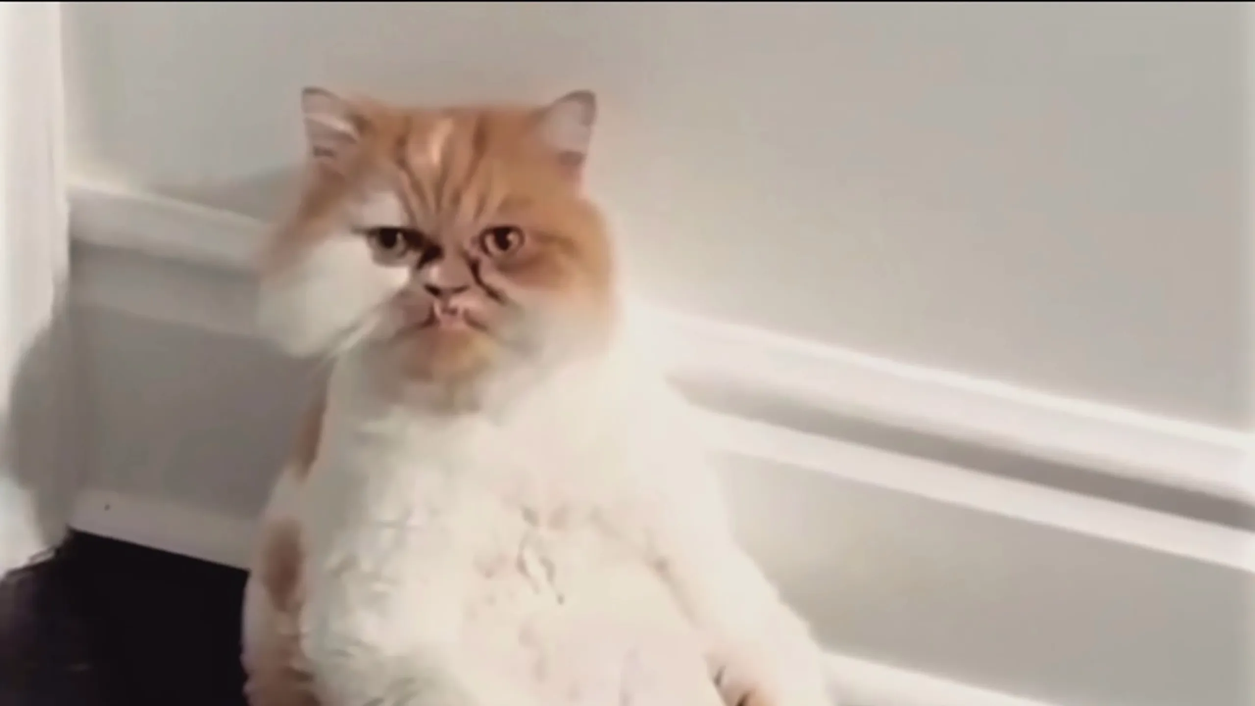 thumbnail - S2:E8 The Karate Kitten